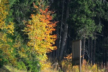 Wall Mural - a forest full of colorful autumn leaves