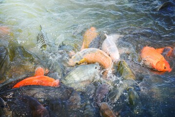 Freshwater fish farm - Golden carp fish tilapia or orange carp and catfish eating from feeding food on water surface ponds