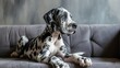 Photo portrait of a cute white and black Great Dane puppy with blue eyes, gray sofa