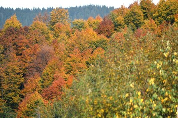 Wall Mural - a forest full of colorful autumn leaves