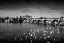 The black and white photo of swans on the Vltava river in front of old Charles bridge (Karluv most), with a panorama of Prague city, Czech Republic.