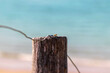 eine Wespe sitzt auf einem Draht eines Zaunpfahls mit der Nordsee im Hintergrund als Bokeh 