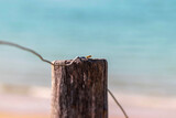 eine Wespe sitzt auf einem Draht eines Zaunpfahls mit der Nordsee im Hintergrund als Bokeh 