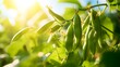 Young organic green pea pods growing on bushes in sunny light. Plant of legumes in summer garden, banner format.