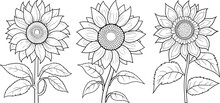 Hand-drawn Set Of Sunflowers, Flat Minimalist Black And White Coloring Page Illustration Of Flower, Adults And Children Vector Sketch