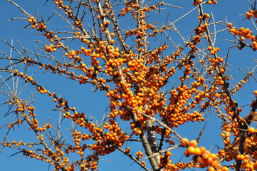 Sticker - Branch of sea buckthorn (hippophae rhamnoides) with ripe berries