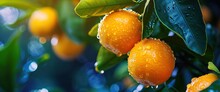 Sun-kissed Oranges Dripping With Fresh Rainwater Hanging From A Lush Tree Illuminated By Soft Light