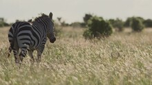 Wide Shot Of A Plains Zebra (Equus Quagga) Walking Through The Savannah During The Afternoon In Kenya.