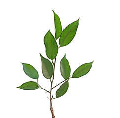 Wall Mural - Sapling isolated on white background