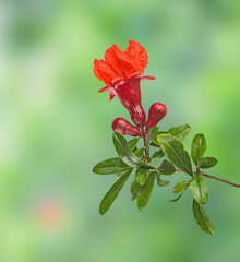 Wall Mural - Pomegranate branch with red flower