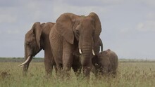 Wide Shot Of A Female Elephant (Loxodonta Africana) And Its Young One Grazing During The Morning In Kenya.