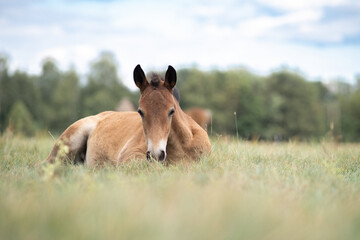 Wall Mural - Beautiful thoroughbred horses graze on a ranch on a summer day.