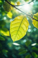 Poster - A detailed view of a leaf on a tree branch. This image can be used to depict nature, seasons, or environmental themes