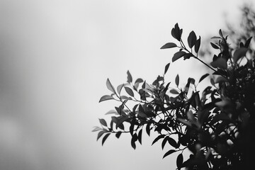 Poster - A black and white photo of a leafy tree. Suitable for nature and landscape themes