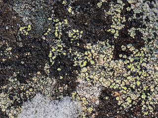 Wall Mural - Lichen stone in the snow. Natural winter background. Closeup top view. The nature of the Arctic. Polar region.