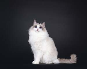 Wall Mural - Beautiful young adult blue bicolor Ragdoll cat, sitting up side ways. Looking to camera with mesmerizing blue eyes. Isolated on a black background.