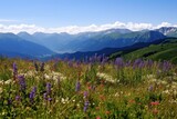 Fototapeta Natura - Mountain Wildflowers. A panoramic view of mountains adorned with a profusion of wildflowers.
