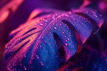 Water Drop On Leaf With Purple Light
