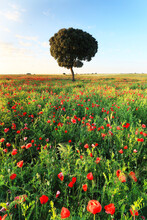 Single Tree Stands Tall Amidst A Field Of Red Poppies, Under The Clear Blue Sky Of A Vibrant Rural Landscape