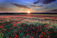 Breathtaking Landscape Of A Poppy Field At Sunset With The Sun Dipping Low On The Horizon, Casting A Warm Glow Over The Vibrant Red Flowers