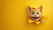 A crazy laughing cat looks through a hole in a yellow wall, smiling, cartoon illustration