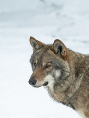 Poster - portrait of a Gray wolf against a background of snow