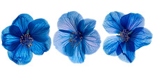 Blue Flower Close Up