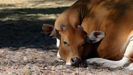 Wall Mural - Banteng, Bos javanicus or Red Bull. It is a type of wild cattle But there are key characteristics that are different from cattle and bison: a white band bottom in both males and females.