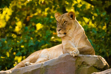 Wall Mural - adult Lion playing in zoological garden