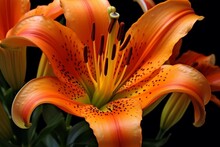 Orange Lily Flower. Generative AI