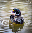 Wood duck swimming in a Lake