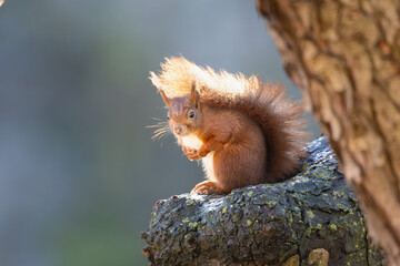 Wall Mural - red squirrel on tree in winter, no leaves, backlight