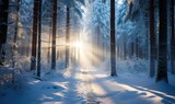 Fototapeta Sypialnia - Beautiful winter landscape with snow covered trees in forest at sunrise.
