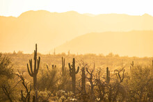 Saguaro Cacti Basking In The Warm Golden Light Of Sunset In The Sonoran Desert Of Arizona.