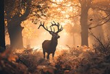 Fototapeta  - A majestic buck stands tall in the misty woods, its antlers silhouetted against the colorful sunset as it blends into the natural beauty of its outdoor habitat