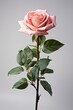 fake pink rose flower isolated on white background : Generative AI