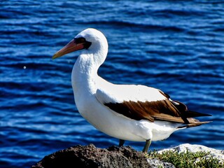 Canvas Print - Galápagos Islands