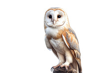 A White And Brown Owl