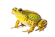 a green and yellow frog with black spots