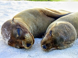 Wall Mural - Galápagos Islands