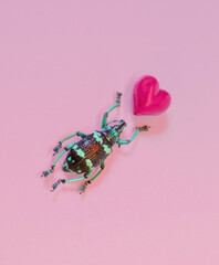 Striped Love Bug Beetle Insect with Pink Heart on a Pastel Background