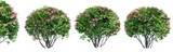 Fototapeta  - Ligustrum flowering isolate transparent background.3d rendering PNG