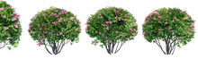 Ligustrum Flowering Isolate Transparent Background.3d Rendering PNG