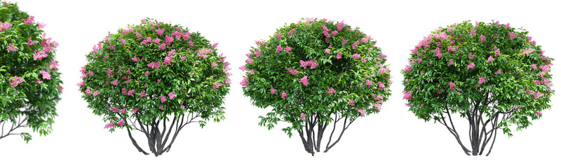 Poster - Ligustrum flowering isolate transparent background.3d rendering PNG