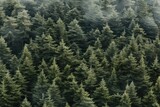 Fototapeta Kwiaty - Aerial view of pine trees in a mountain Ai Generative