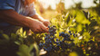 farmer working and picking blueberries on a organic field