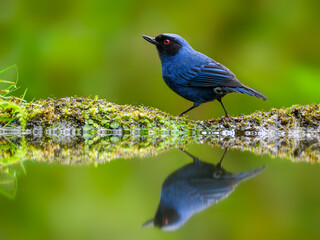 Masked Flowerpiercer with reflection on the pond on green background  