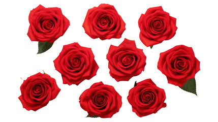 Wall Mural - Collection of red roses isolated on transparent and white background.PNG image.