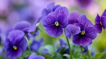 Purple Pansies Flower Background