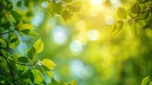 Spring Background, Green Tree Leaves On Blurred Background